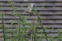 Passer domesticus
