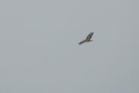 Buteo buteo