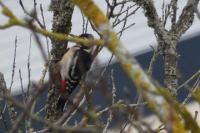 Dendrocopos major