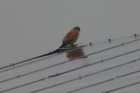 Falco tinnunculus