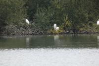 Ardea alba