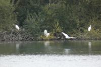 Ardea alba