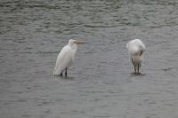 Ardea alba