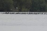Phalacrocorax carbo