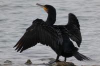 Phalacrocorax carbo