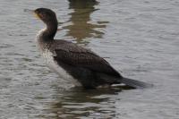 Phalacrocorax carbo