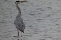 Ardea cinerea