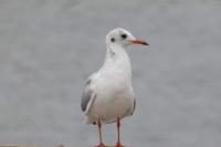 Chroicocephalus ridibundus