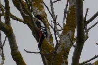Dendrocopos major