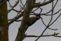 Dendrocopos major