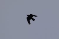 Corvus frugilegus