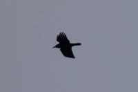 Corvus frugilegus