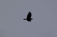 Corvus frugilegus