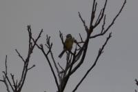 Emberiza cirlus