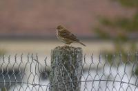 Anthus pratensis