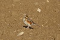 Turdus iliacus