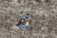 Turdus pilaris