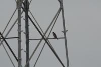 Falco peregrinus