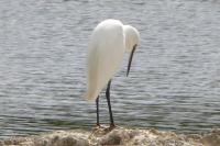 Egretta garzetta