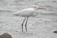 Ardea alba