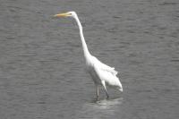 Ardea alba