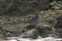 Calidris alpina