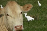 Bubulcus ibis