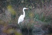 Ardea alba