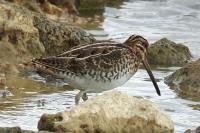 Gallinago gallinago