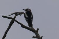 Dendrocopos major
