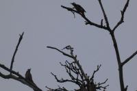 Dendrocopos major