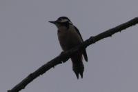 Dendrocopos major