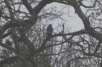 Accipiter nisus