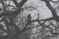 Accipiter nisus