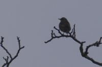 Turdus iliacus