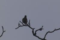 Turdus iliacus