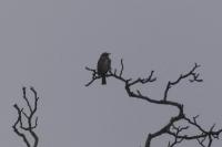 Turdus iliacus