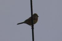 Emberiza cirlus