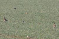 Turdus pilaris