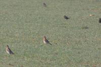 Turdus pilaris