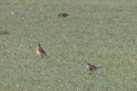 Turdus pilaris