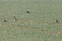 Turdus pilaris