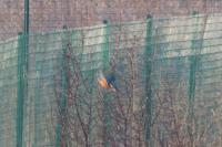 Alcedo atthis