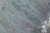 Alcedo atthis
