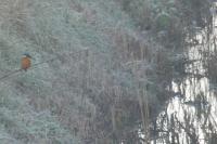 Alcedo atthis