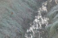 Alcedo atthis