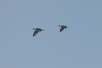 Phalacrocorax carbo