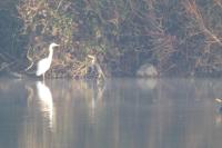 Ardea alba