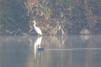 Ardea alba