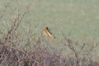 Emberiza citrinella